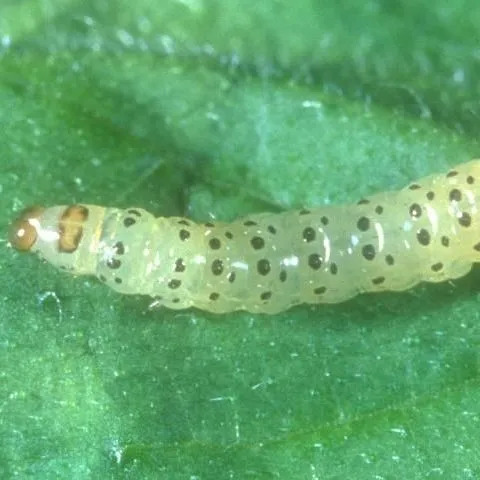 thumbnail for publication: Pickleworm, Diaphania nitidalis (Stoll) (Insecta: Lepidoptera: Crambidae)
